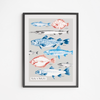 Plakat Ryby Bałtyckie 30x40