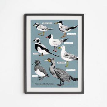 Plakat Ptaki Bałtyckie 50x70